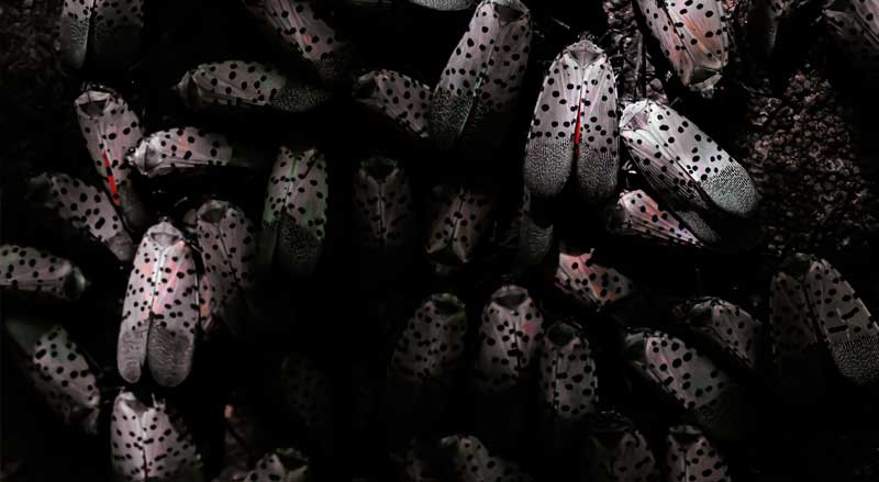 Large cluster of spotted lanternflies congregating on a tree trunk, showing their spotted wings