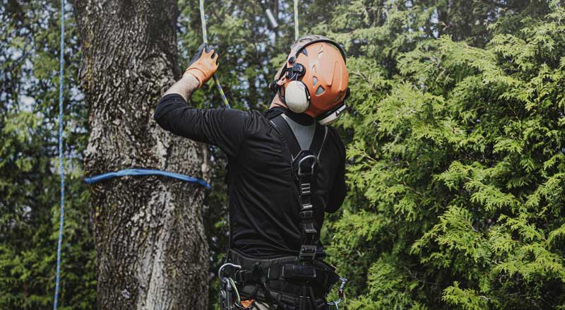 Tree care professional in safety gear using ropes to inspect and protect trees from spotted lanternfly infestations