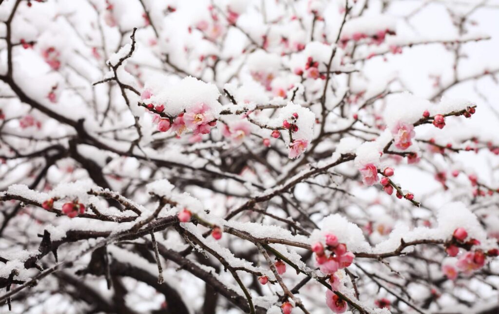 Winter Tree Protection Tips | How to Protect Trees in Cold Weather