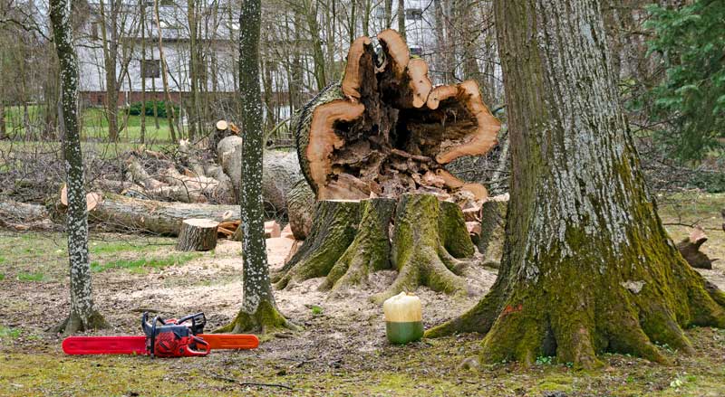 A large hollow tree being taken down in winter