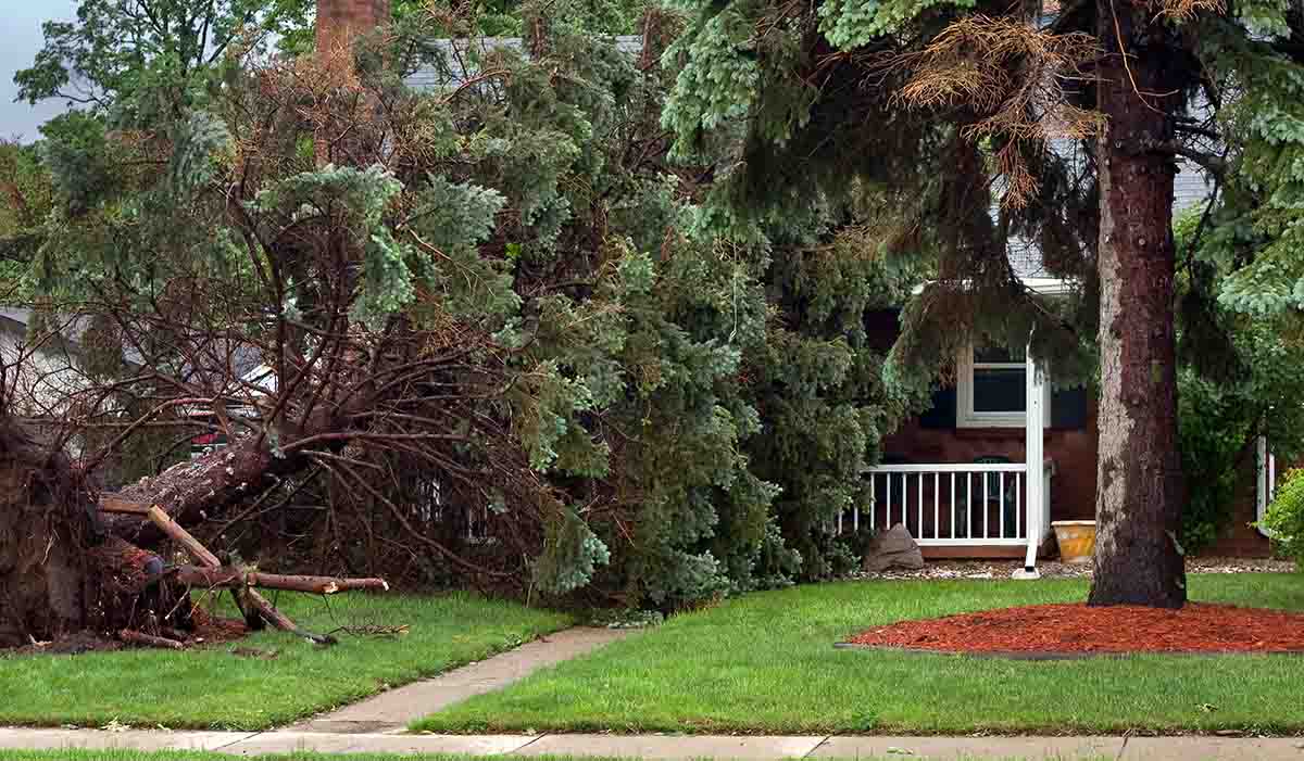 Read more about the article Why Choose an Insured Tree Care Professional?