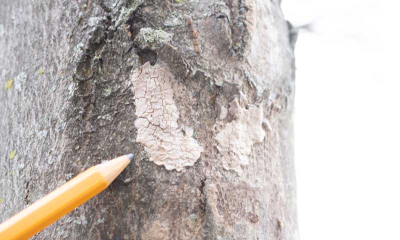 Tree-Damage-Spotted-Lanternfly