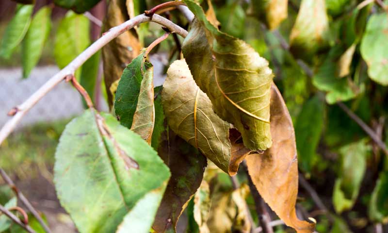 The leaves of a fruit tree that are withered and damaged