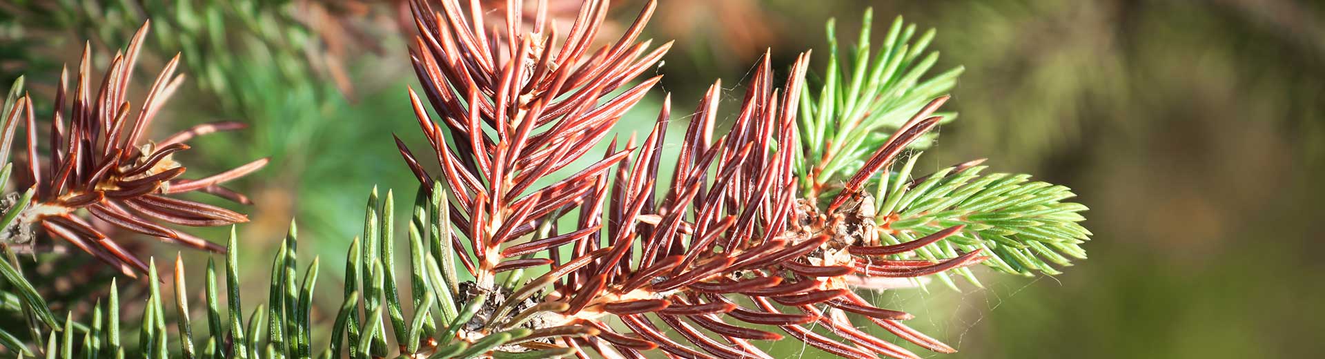 Blue spruce tree branches damaged by tree disease which causes the needles to turn brown before they fall off.