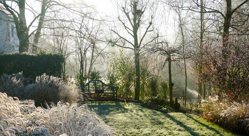 A backyard in winter scene with many bare trees