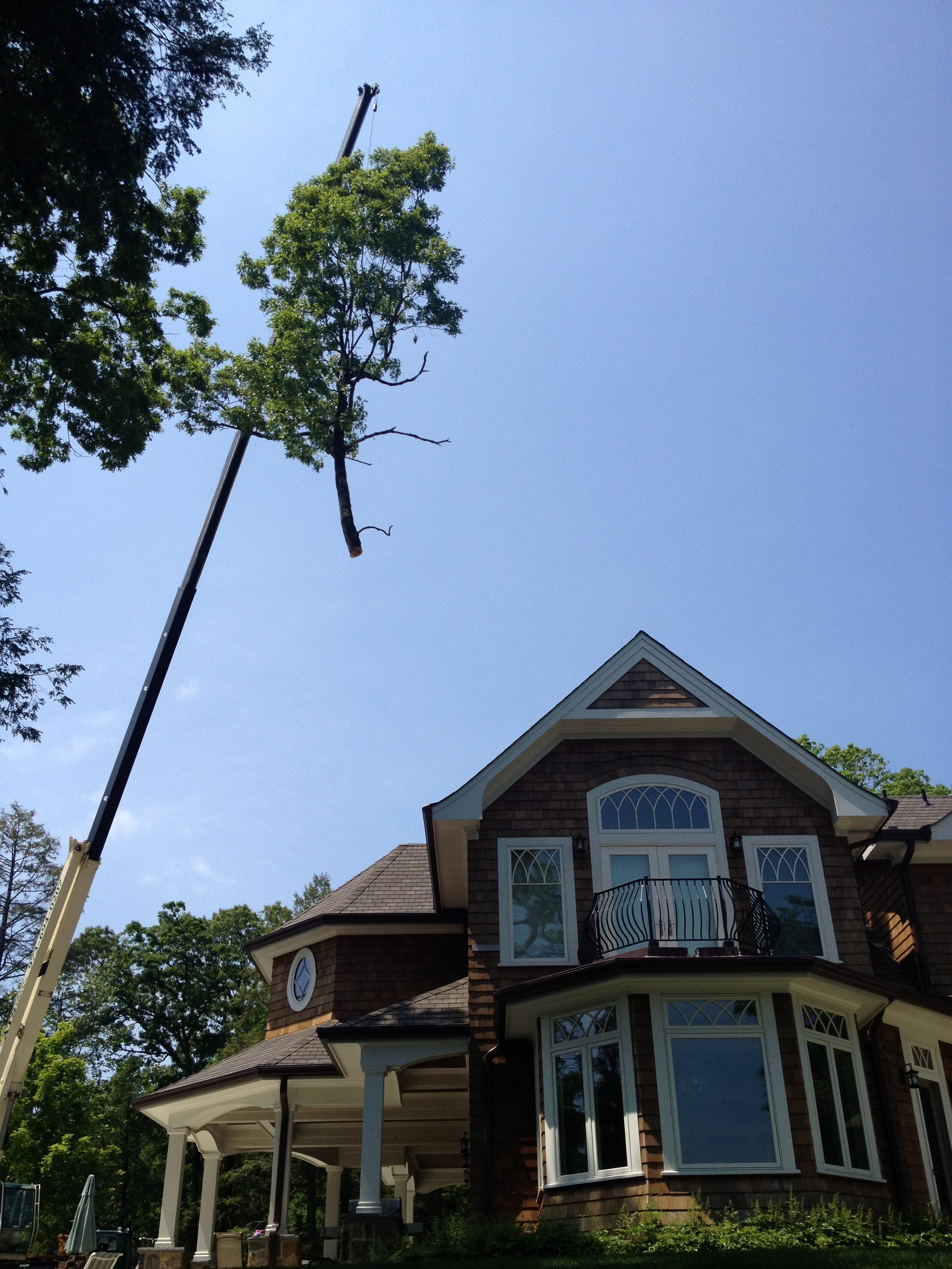 Tree Being Removed from Roof Trees Unlimited