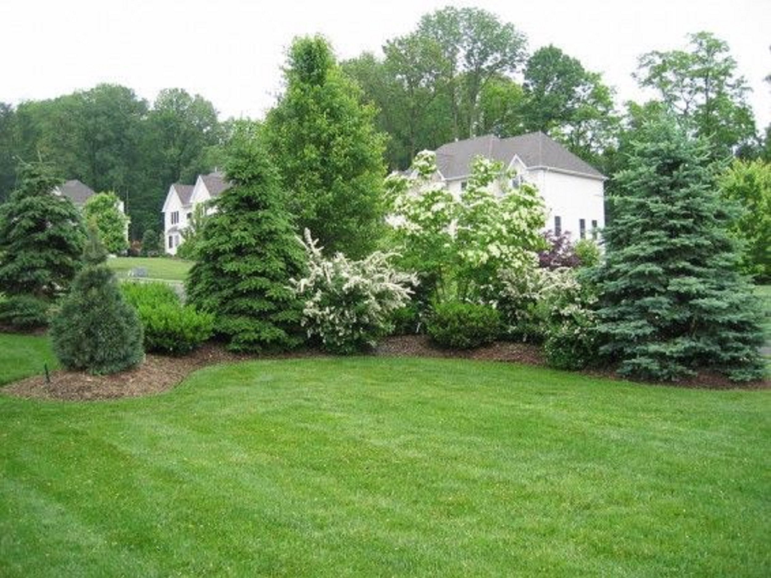 Variety of Evergreens