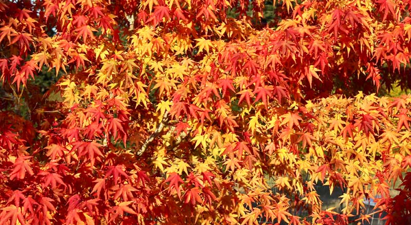 Fall foliage on a vine maple tree