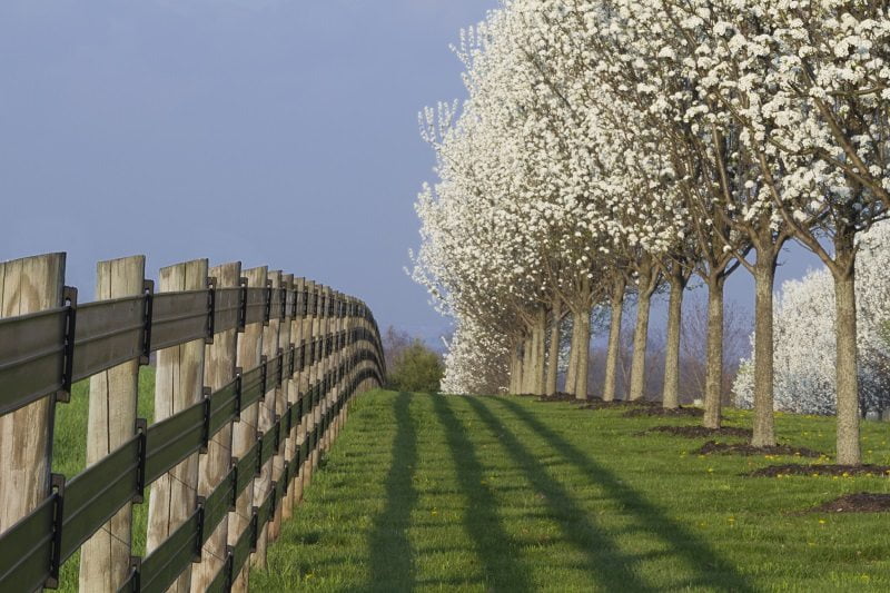 Spring Dogwood Fence