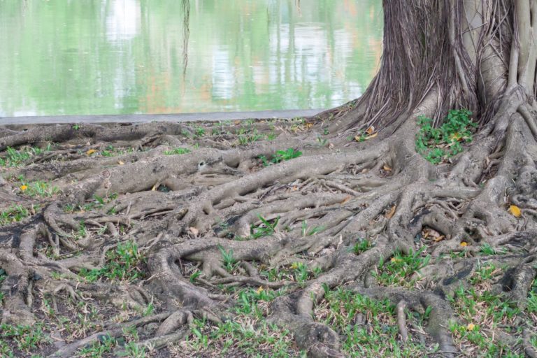 Aggressive Roots Trees Unlimited