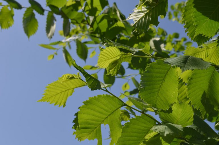 Top 8 Native Trees to Plant in New Jersey Trees Unlimited