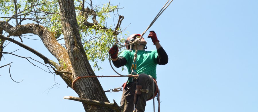 Tree Removal by Certified Tree Specialist