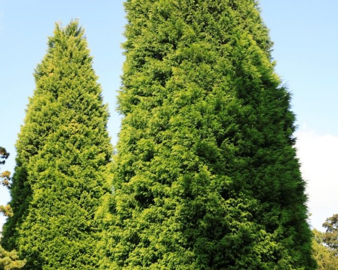 Top 8 Native Trees to Plant in New Jersey Trees Unlimited