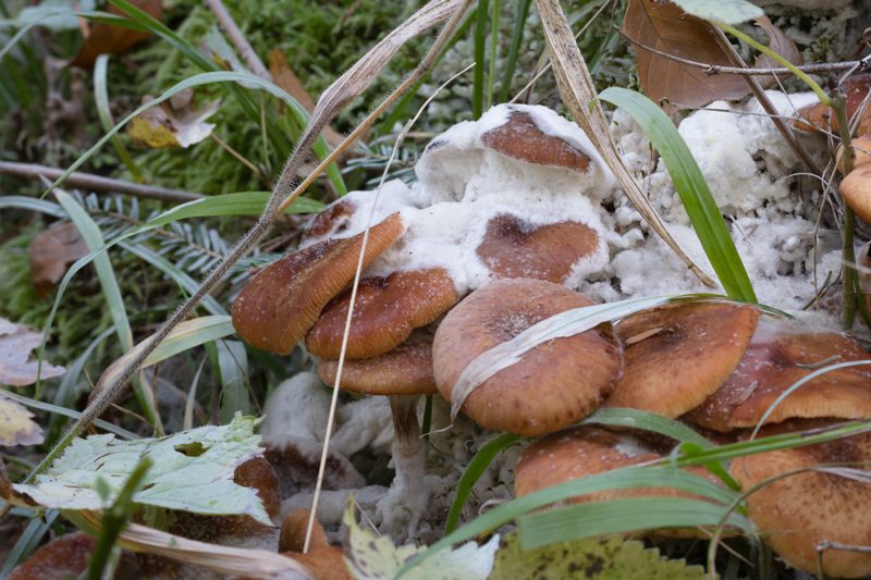 Read more about the article Armillaria, a Deadly Tree Fungus:  What You Should Know