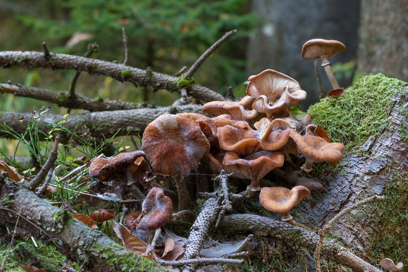 Armillaria fungus at base of tree stump