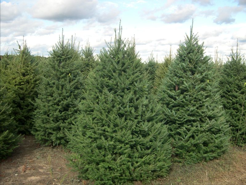 Balsam Fir Trees