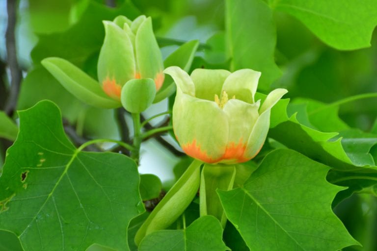 Adding Tulip Trees to Your New Jersey Landscape