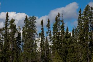 Black Spruce Trees