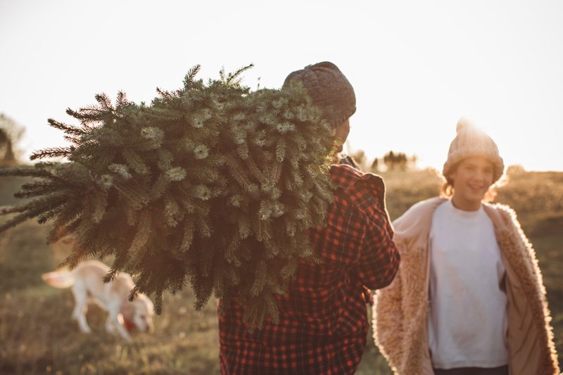Man carrying fresh cut tree