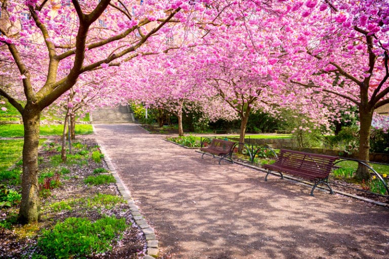 How to Grow Cherry Trees in New Jersey | Trees Unlimited NJ