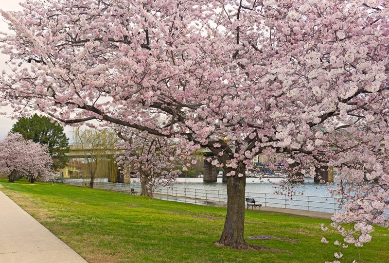 Beautiful Cherry Trees in Bloom