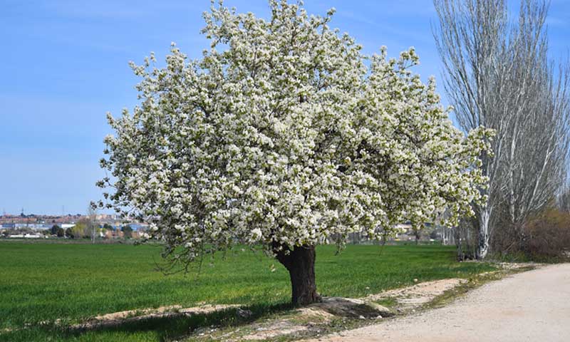 cleveland-pear-tree