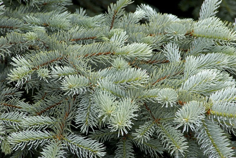 colorado Blue Spruce branches