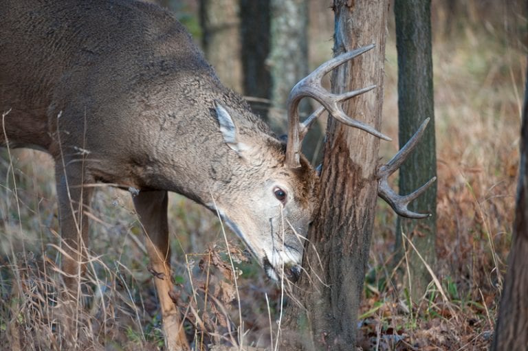 How to Stop Deer from Damaging Your Trees and Landscape Trees Unlimited