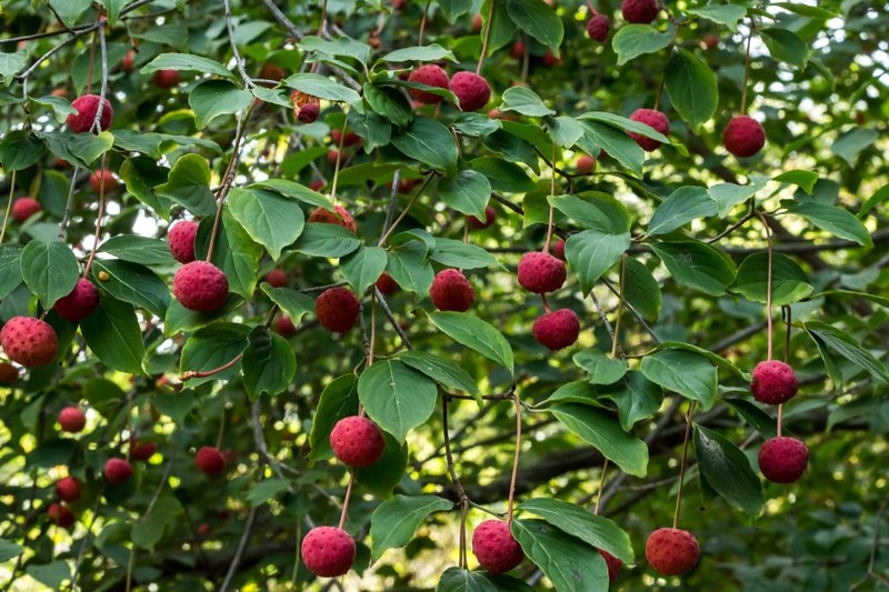 Fogwood Tree Berries Closeup