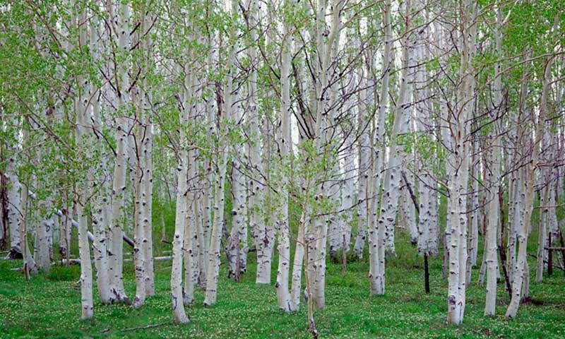 A grove of cherry birch trees
