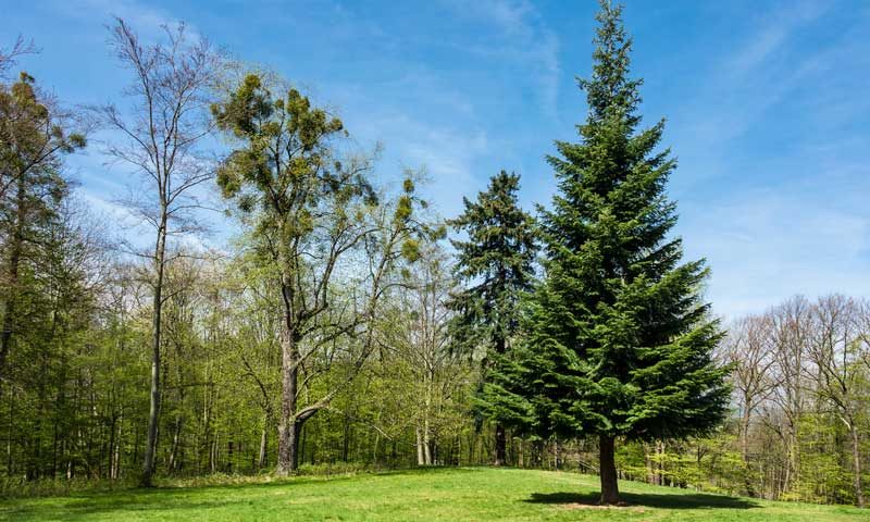 A Douglas fir tree in a yard
