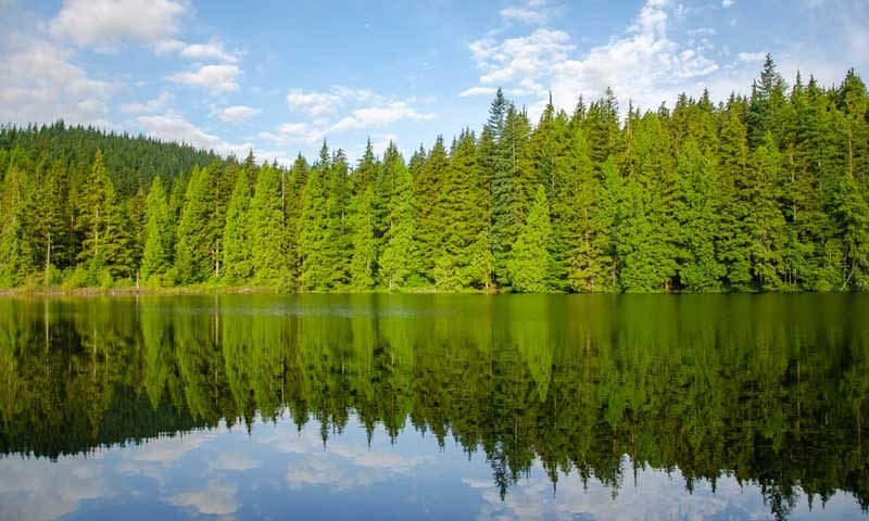 eastern-hemlock-tree