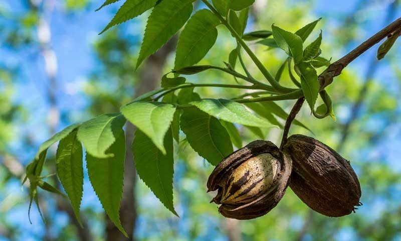 hickory-tree