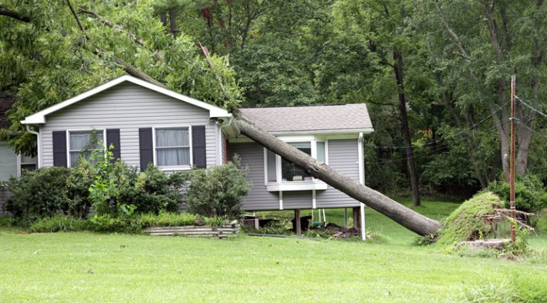 What Causes a Tree to Fall | Trees Unlimited NJ