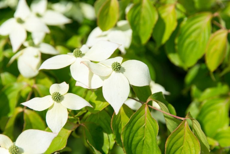 Best Trees for Small Spaces in New Jersey Trees Unlimited NJ