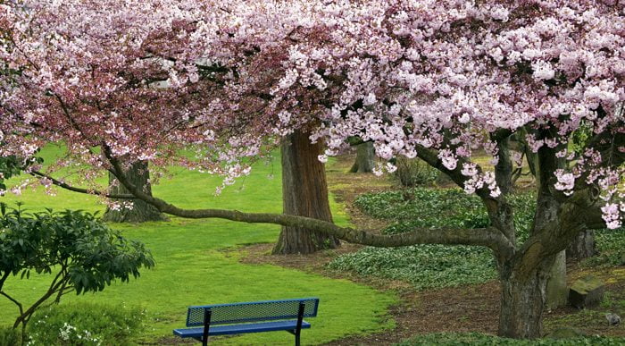 Flowering Trees in Park