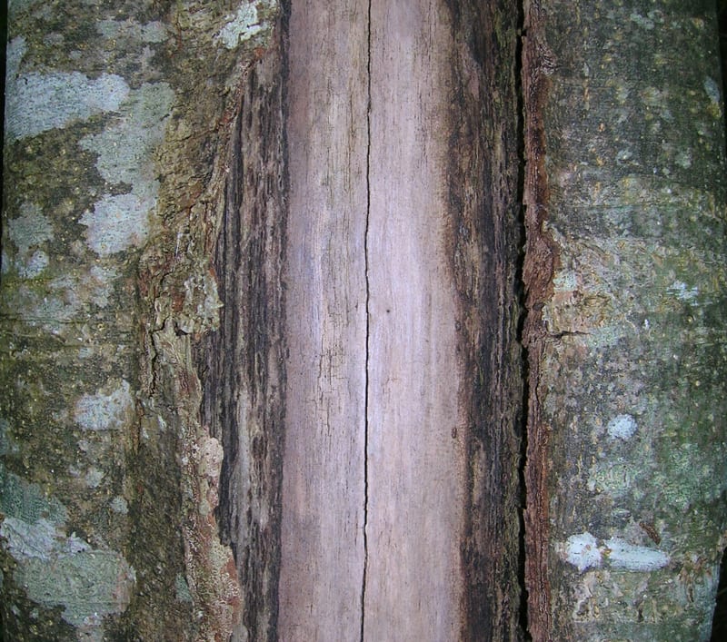 Closeup of a Tree Trunk with Frost Crack