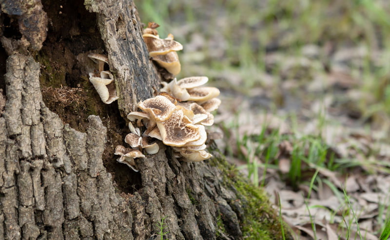 Fungi Growing Near Base of Tree