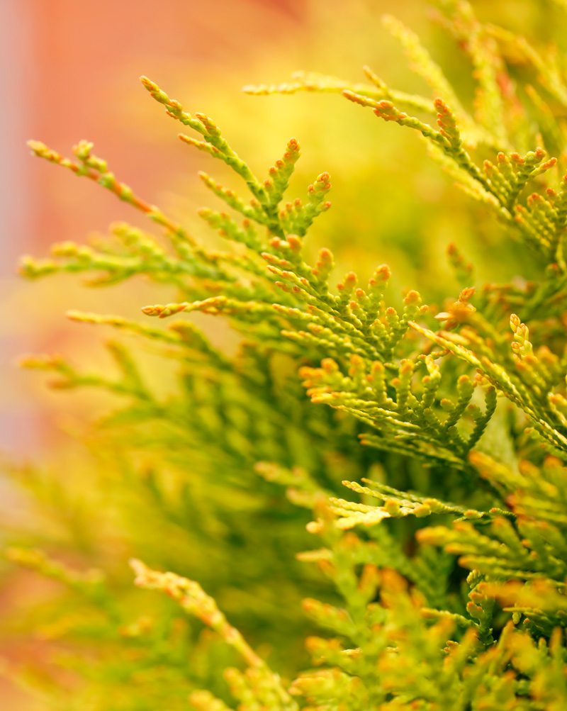 Golden Arborvitae branches
