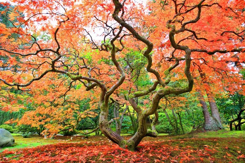 Big Japanese Maple Tree