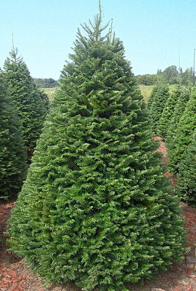 Grand Fir Tree