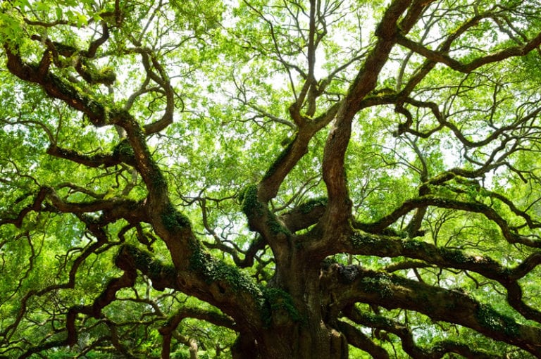 Historical Trees of New Jersey: Tracing Old Roots - Trees Unlimited