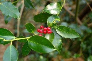 Holly Tree with Berries