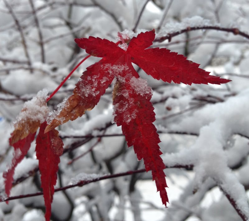 Japanese Maple Leaves in Snow