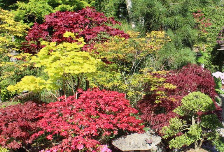 How to Care for Your Japanese Maple Tree - The Star of Your Yard