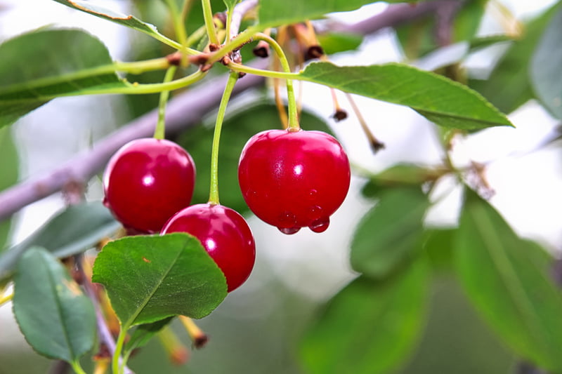 If You Plant A Cherry Pit Will It Grow Into A Tree?