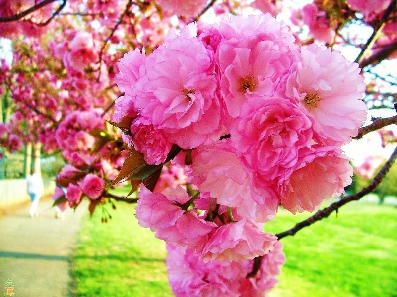 kwanzan cherry tree pink