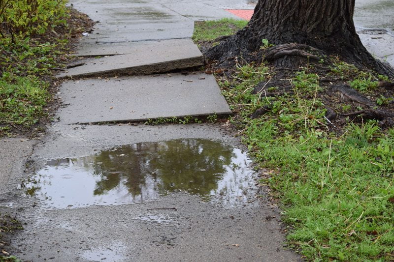 Tree Roots Looking for Water Damage Sidewalk