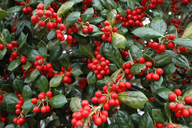 American holly tree with berries
