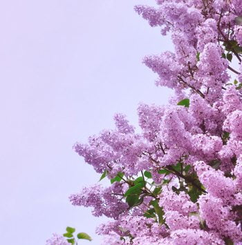 Lilac Tree in Bloom